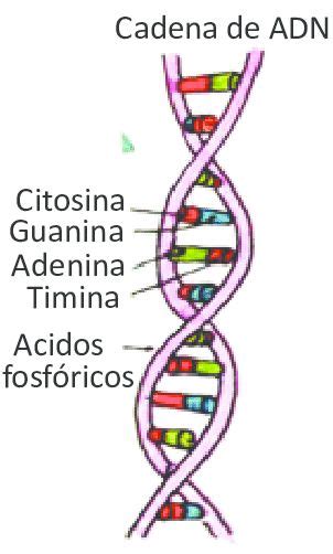El Adn Es El ácido Desoxirribonucleico Contiene Toda La Información