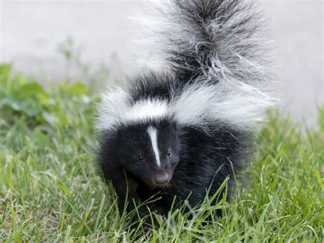 Skunks Spray To Repel Potential Predators With A Foul Smelling Oily