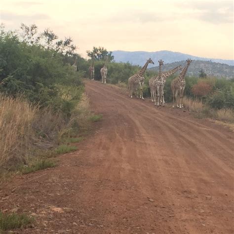 Safari Por El Parque Nacional Pilanesberg