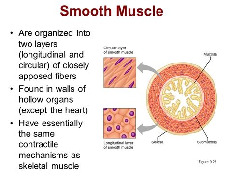 Smooth muscle, muscle that shows no cross stripes under microscopic magnification. Smooth Muscle Cell Structure And Function - Healthy Herbal