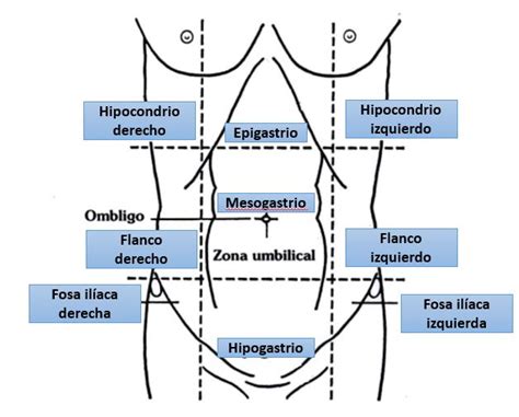 Anatomía De Superficie De La Pared Abdominal Dolopedia