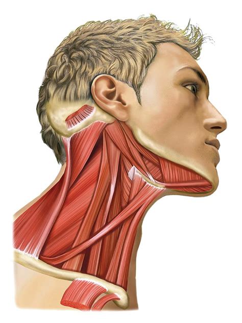 Cervical Muscles Photograph By Asklepios Medical Atlas Fine Art America