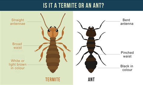 Exploring The Diversity Of Termites Discovering The Many Breeds Of