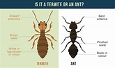 What do Termites Look like in Australia - And other Important Facts ...