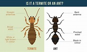 Exploring The Diversity Of Termites: Discovering The Many Breeds Of ...