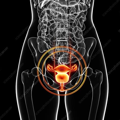 Female Anatomy Artwork Stock Image F Science Photo Library