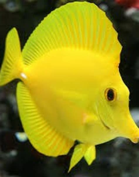 Tang Yellow Rift To Reef Aquatics Llc