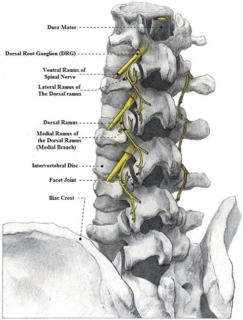 Facet Joint Syndrome E Algos