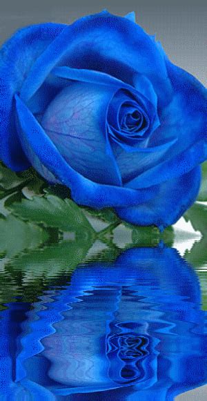 Ffsreflections Roses Gif Beautiful Roses Blue Roses