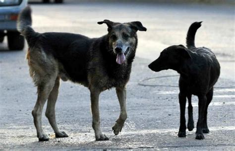 Misteriosa Matanza De Perros Preocupa En Alta Gracia Noticias Cadena Argentina