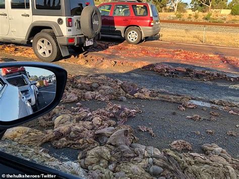 sickening scenes  truck spills animal guts  perth highway