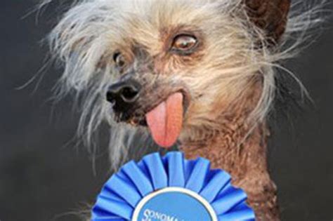 Worlds Ugliest Dog Contest Know Your Meme