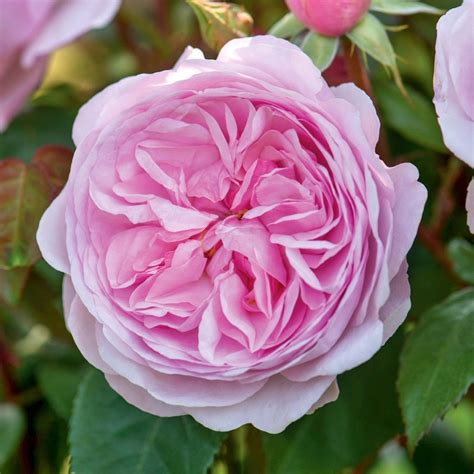 David Austin Olivia Rose Austin Mid Pink English Shrub Rose Plant