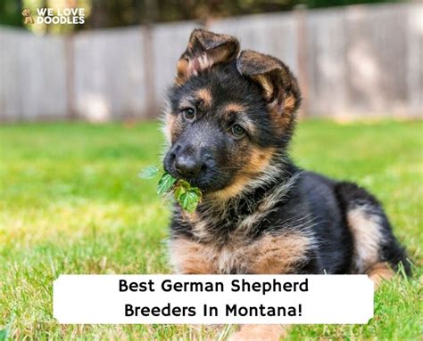 6 Best German Shepherd Breeders In Montana 2023 We Love Doodles