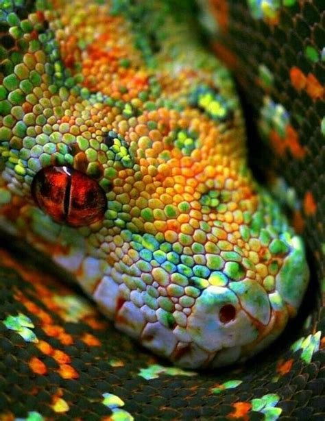 Colorful Snake Beautiful Snakes Colorful Snakes Animals Beautiful