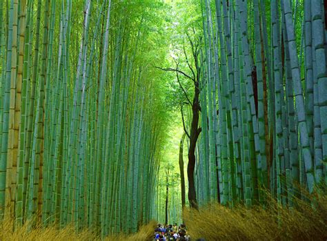 Find Your Inner Zen At Arashiyamas Sagano Bamboo Forest Kyoto