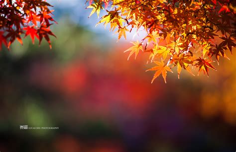 Wallpaper Japan Temple Sunlight Colorful Nature Red Purple