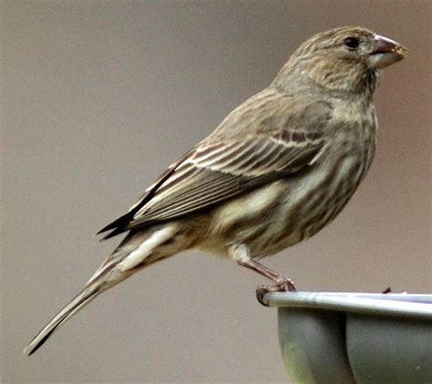 House Finch Female North American Wildlife Finches Bird Boreal