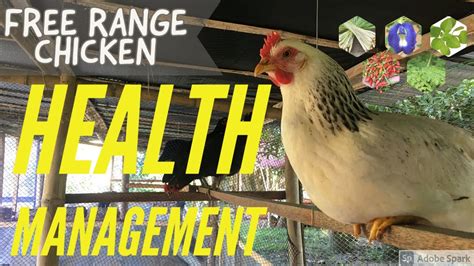 Free Range Native Chicken Farming Health Management Probiotics