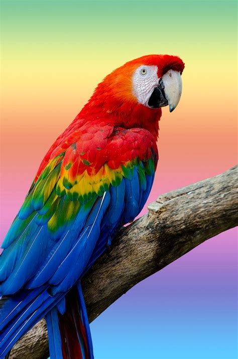 Arara Macaw Brazil Colorful Parrots Pet Birds Parrot