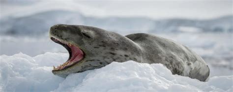Wildlife Fact File Leopard Seal Aurora Expeditions