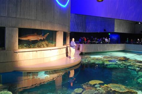 A Presenter Explains The Marinelife Present In The Huge Aquarium