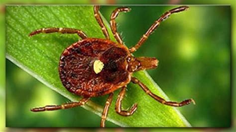 Michigan Expected To Have Above Average Tick Season