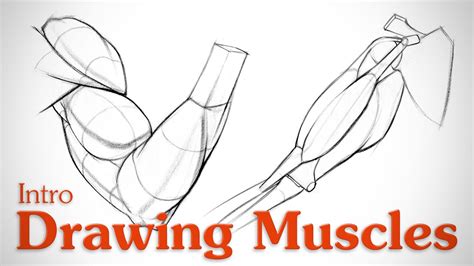 Drawing Muscles What You Need To Know Youtube