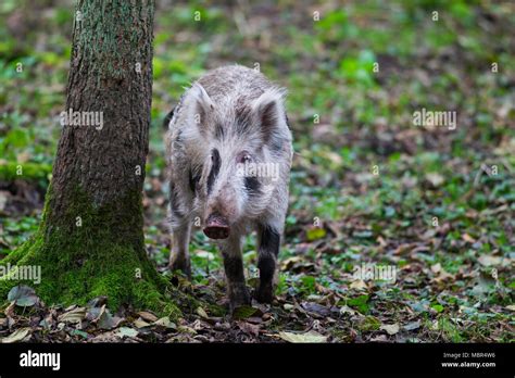 Spotted Wild Boar Sus Scrofa Brindled Piglet Foraging In Autumn
