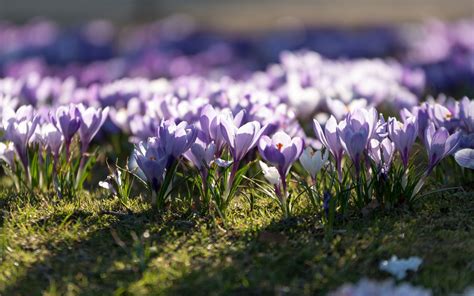 Download Wallpapers Purple Crocuses Morning Sunrise Spring Flowers