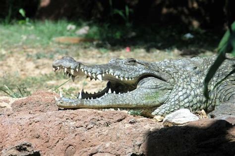 Nile Crocodile Bbc Animals Wiki Fandom