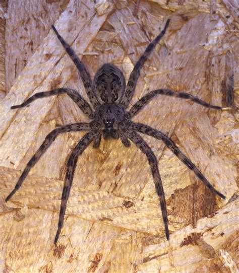 Field Wolf Spider Ohio ~ Wolf Spider