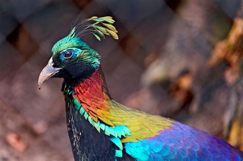 The Top 10 Beautiful Birds With Elegant Crests Hubpages