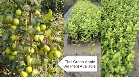 Thai Green Apple Ber Plant For Outdoor At Rs 14 Plant In North 24 Parganas Green City Nursery