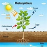 Diagrama que muestra el proceso de fotosíntesis en planta. 1972165 ...