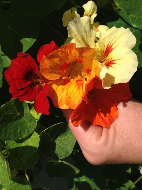 Shop costco's east gwillimbury, on location for electronics, groceries, small appliances, and more. Nasturtiums 2013 | Blumen pflanzen, Pflanzen, Blumen