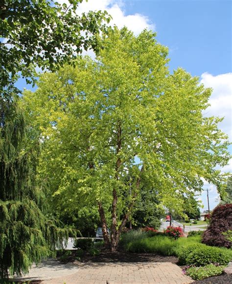 4 Pests That Feed On Birch Trees Tomlinson Bomberger