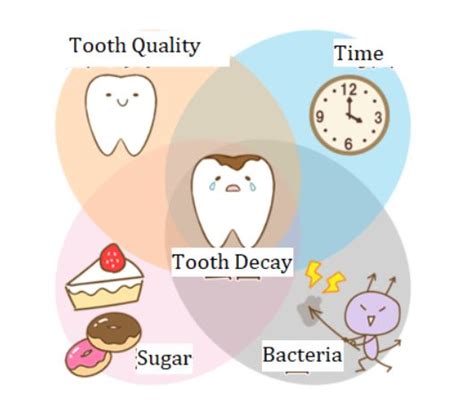 The Causes And Prevention Of Tooth Decay Semi Sapporo English Medical Interpreters