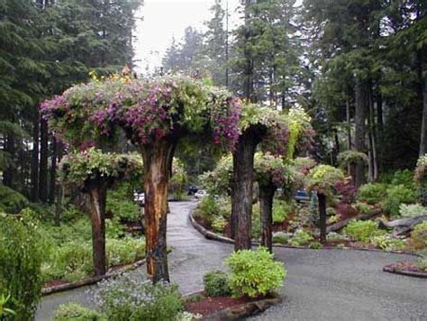 You might be taking them to dry, in which case yo. Juneau, Alaska's upside down flower trees | I want to go ...