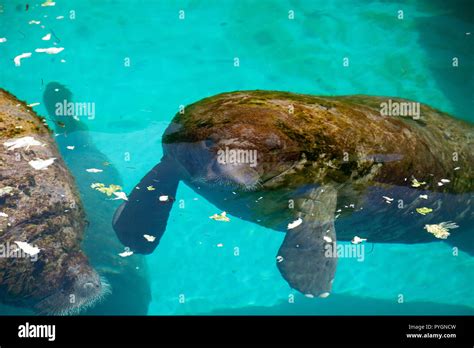 Florida Manatee Also Called The West Indian Manatee Or Sea Cow