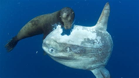 Ocean Sunfish A Giant Floating Heads From The Depths Facts Of The