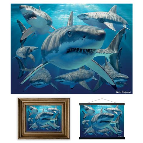 Buy 3d Livelife Lenticular Wall Art Prints Great White Shark From