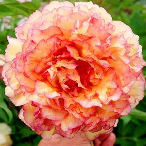 Peach And Pink Peony Flower Seeds 30 Seed Pack Easy Grow