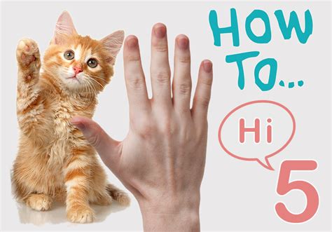 A Cool Trick To Teach Your Cats How To High Five Bestvetcare