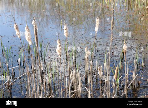 Bull Rushes Typha Latifolia Stock Photo Alamy