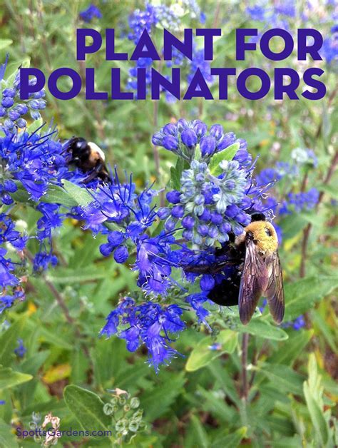 Plant For Pollinators Spotts Garden Service