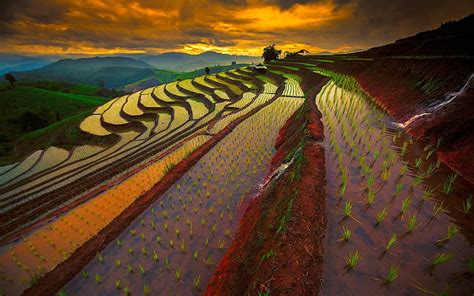 Hd Wallpaper Rice Terraces Field Nature Landscape Rice Paddy China