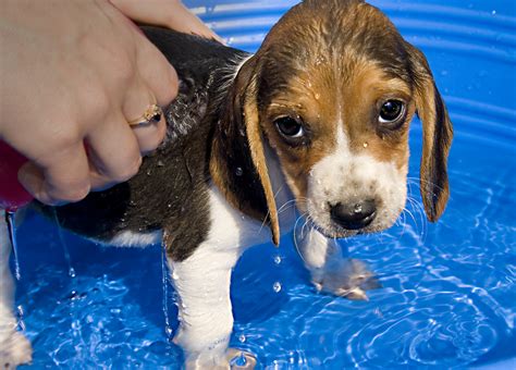 Os Cachorros Mais Bonitos Do Mundo Modisedu