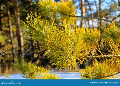 Branch Of The Pine Tree Stock Photo Image Of Ornate 165892572