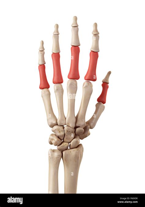 Medical Accurate Illustration Of The Proximal Phalanx Bones Stock Photo Alamy
